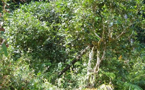 易武茶區(qū)之三合社村，來自云南彝族的古茶山