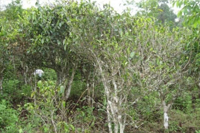 勐宋茶大曼呂茶山的那些事兒