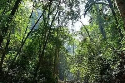 尋茶易武之后一扇磨，險山古樹新枝的完美碰撞