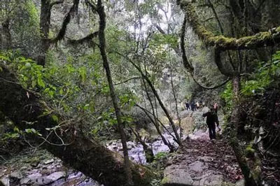 探訪千家寨茶樹王，只為尋找一片古樹茶林