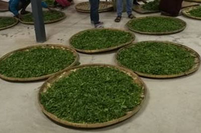 揭開耿馬千畝高原生態(tài)茶園神秘面紗