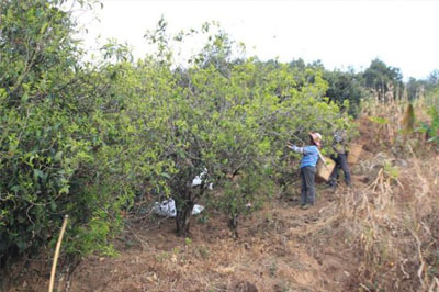 勐庫正氣塘，東半山古茶樹較多的寨子