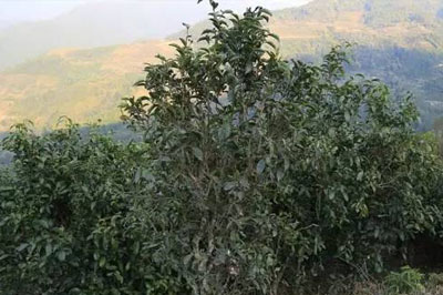 勐庫茶山之西半山河邊寨介紹