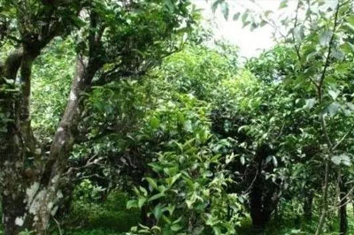 臨滄茶區(qū)忙肺茶詳解，臨滄古樹茶口感特點(diǎn)