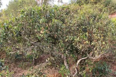 鎮(zhèn)沅縣按板鎮(zhèn)老烏山普洱茶，老烏山古樹茶口感特點(diǎn)