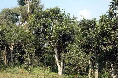 易武麻黑普洱茶介紹，麻黑古樹茶口感特點(diǎn)