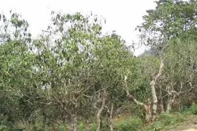 勐海南嶠寨普洱茶介紹，南嶠古樹茶口感特點(diǎn)