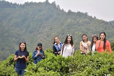 網(wǎng)紅千年茶鄉(xiāng)昌寧“約會(huì)”千年古樹茶