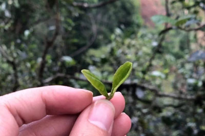 貓耳朵，倚邦茶里的貴族