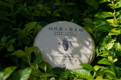 易武刮風(fēng)寨茶王樹全面介紹