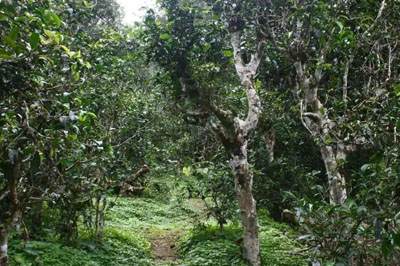 山人話茶：布朗山曼糯古樹(shù)茶