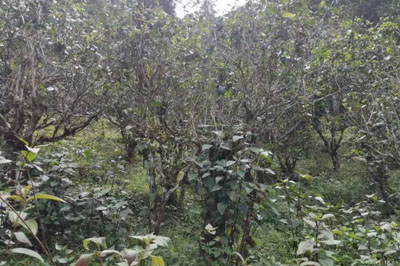 布朗山之班盆古樹普洱