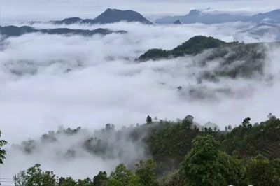 江內(nèi)六大古茶山：易武曼撒