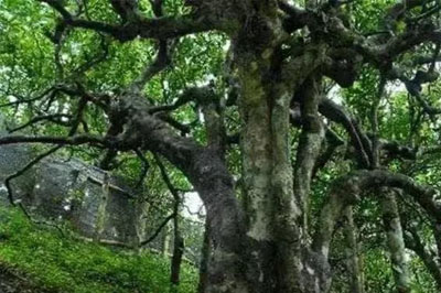 溫柔姐妹花—易武丁家寨