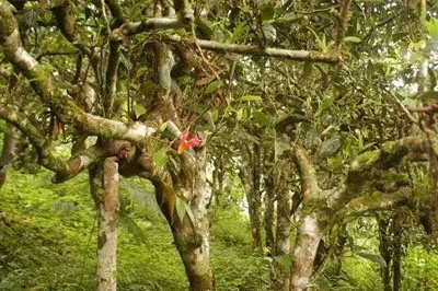 松虎茶道，普洱茶名山莽枝