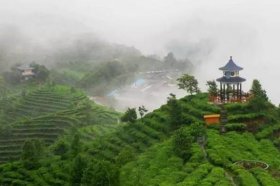 云縣白鶯山，茶馬古道上最后的古茶樹博物館