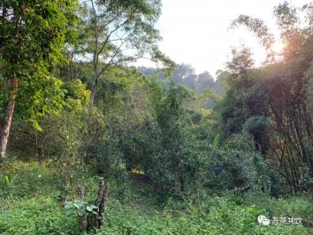 茶山紀(jì)實：干裂的彎弓茶地