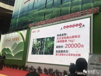 鳳凰山茶王古樹水之靈單株以11.6萬一公斤拍賣成交