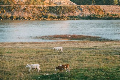 純粹旅行，走進(jìn)江城茶鄉(xiāng)牛洛河