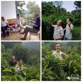 南糯山曬紅茶，熱帶陽光普照云南本土味道