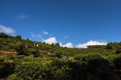 老烏山藤條茶：云茶古代產業(yè)的活見證