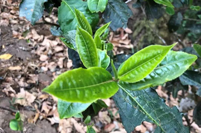 南糯山半坡老寨茶王樹基地一行