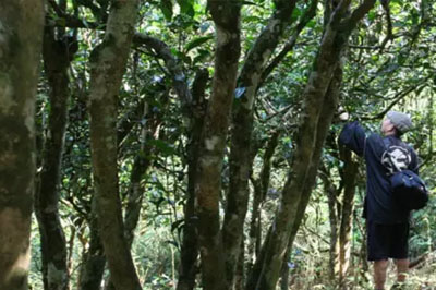 茶說勐海：南本老寨