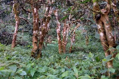 茶源之鄉(xiāng)，帕真雷達(dá)山谷