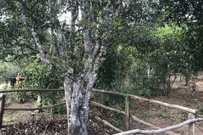 困鹿山有好茶，來(lái)自皇家古茶園