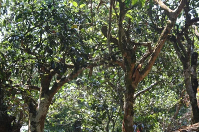 夢(mèng)南尋茶記丨南糯山茶哪寨好，半坡老寨數(shù)第一