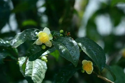 探茶忙肺山，覓香梅子箐