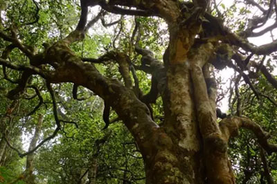 南糯山石頭老寨拔瑪古樹：醇柔之質，綿遠之韻