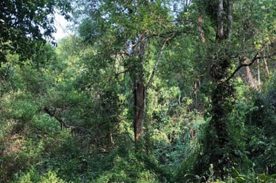 神意攸樂：異化后的茶葉子什么味？