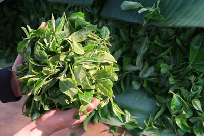 曼松，普洱茶名山古樹