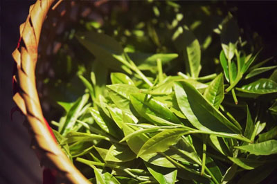 初遇小普希，普洱原產(chǎn)地的的自然臻味