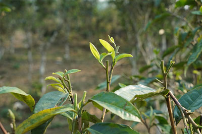 莽枝名山寨秧林，香氣獨(dú)特的山頭