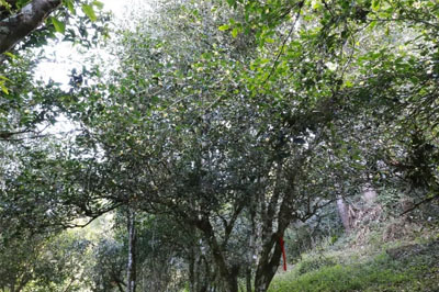 倚邦大黑森林，貢茶皇冠下的一顆黑珍珠