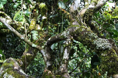 御茶園——倚邦大黑樹(shù)林