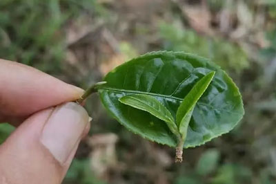 貢茶倚邦，倚邦普洱茶品質(zhì)特點(diǎn)