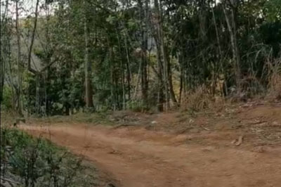 桃子寨：蠻磚的璀璨明星