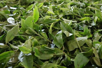 蠻磚瓦竜，被遺忘的優(yōu)質(zhì)國有林古樹