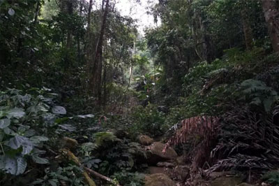 刮風(fēng)寨茶王樹的茶王魅力