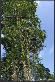 詳解茶山秘境易武鳳凰窩普洱茶