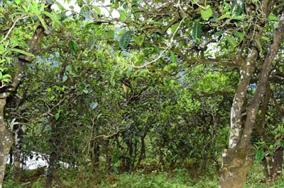 你知道懂過，但未必品過磨烈！