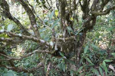 厚境茶業(yè)麻黑石門(mén)坎古茶園一游