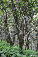 易武高山芭蕉林的口感特點(diǎn)