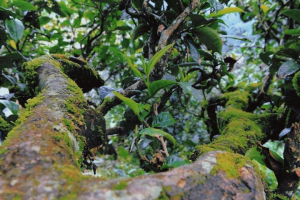 品茶筆記：倚邦新貴大黑山古樹茶