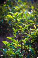 景邁山，全球首個(gè)茶主題世界遺產(chǎn)