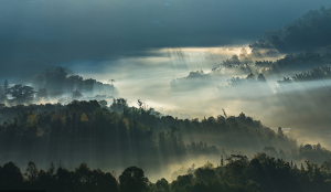 隱匿于南糯山深處的明珠——普洱茶新貴拔瑪
