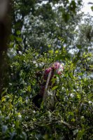 西雙版納茶區(qū)之勐宋